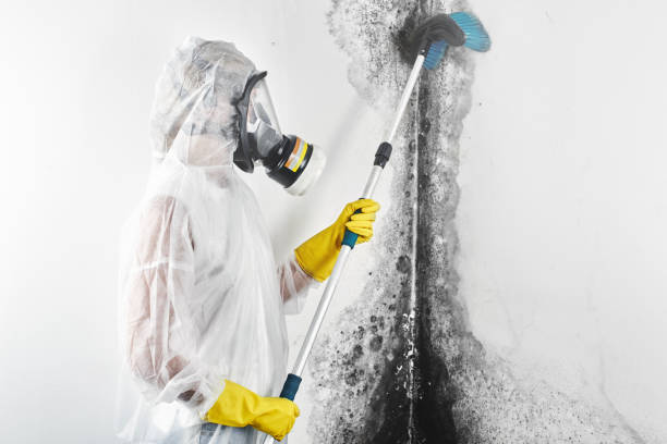 Best Real Estate Mold Inspection  in Islandia, NY