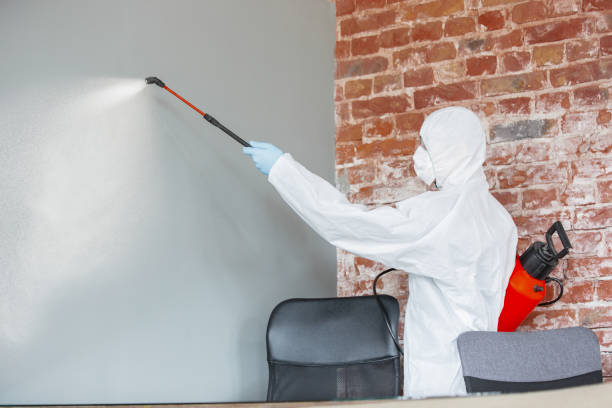 Best Mold Remediation for Rental Properties  in Islandia, NY