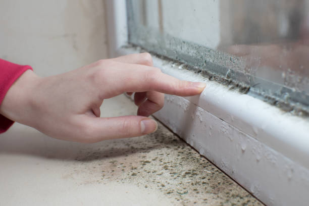 Best Environmental Consulting for Mold Prevention  in Islandia, NY