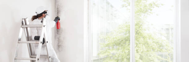 Mold Remediation for Rental Properties in Islandia, NY